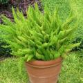 Asparagus densiflorus Mazeppa Seeds - Indigenous Evergreen Groundcover Shrub - Combined Shipping