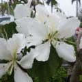 3 Bauhinia variegata var. candida Seeds - White Orchid Tree - Insured Flat Ship Rate