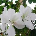 3 Bauhinia variegata var. candida Seeds - Exotic Rare White Orchid Tree - Deciduous Edible