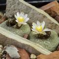 5 Blossfeldia liliputana Seeds - Rare Exotic Succulent Cactus - Combined Worldwide Shipping