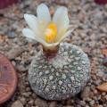 5 Blossfeldia liliputana Seeds - Rare Exotic Succulent Cactus - Combined Worldwide Shipping
