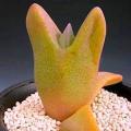 Cheiridopsis peculiaris - 10+ Seed Pack - Indigenous Succulent Mesemb -Combined Global Shipping- NEW