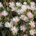 Delosperma macrostigma Seeds - Indigenous South African Endemic Psychoactive Succulent