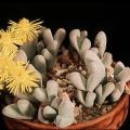 10+ Dinteranthus puberulus Seeds - Indigenous South African Mesemb Succulent - Flat Ship Rates