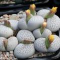 10+ Dinteranthus vanzylii Seeds - Indigenous South African Mesemb Succulent - Flat Ship Rates