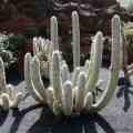 5 Espostoa melanostele Seeds - Xerophyte - Exotic Cactus - Edible Fruit - Combined Global Shipping