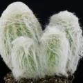 5 Espostoa melanostele Seeds - Xerophyte - Exotic Cactus - Edible Fruit - Combined Global Shipping
