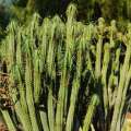 5 Euphorbia loricata Seeds - Indigenous Drought Tolerant Succulent - semi posiew semillas grains