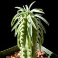 5 Euphorbia loricata Seeds - Indigenous Drought Tolerant Succulent - semi posiew semillas grains