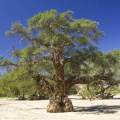 5 Faidherbia albida syn. Acacia albida Seeds - Ana Tree - South African Indigenous Psychoactive