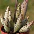 Adromischus filicaulis Seeds - Indigenous South African Endemic Succulent - Combined Shipping