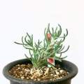 Kewa salsoloides Seeds - South African Indigenous Edible Succulent - Worldwide Combined Ship