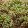 Kewa salsoloides Seeds - South African Indigenous Edible Succulent - Worldwide Combined Ship