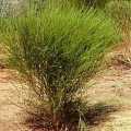 5 Rooibos Tea Seeds - Aspalathus linearis Seeds - Indigenous South African Endemic Medicinal Shrub