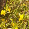 5 Rooibos Tea Seeds - Aspalathus linearis Seeds - Indigenous South African Endemic Medicinal Shrub