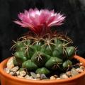 Coryphantha elephantidens Seeds - Exotic Beehive Cactus Succulent - Combined Worldwide Shipping