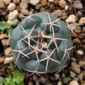 Coryphantha elephantidens Seeds - Exotic Beehive Cactus Succulent - Combined Worldwide Shipping