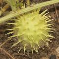 Cucumis anguria Seeds - Bur Gherkin, Gooseberry Gourd - South African Indigenous Vegetable - Vine