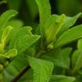 10 Lippia javanica Seeds - Fever Tea - South African Indigenous Aromatic Medicinal Shrub - Herb
