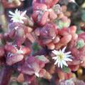 5 Mesembryanthemum tetragonum Seeds - Indigenous South African Succulent Seeds for Sale
