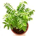 5 Curry Leaf Tree Seeds - Murraya koenigii - Edible Fruit - Aromatic Medicinal Shrub Evergreen Herb