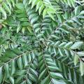 5 Curry Leaf Tree Seeds - Murraya koenigii - Edible Fruit - Aromatic Medicinal Shrub Evergreen Herb