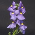 Nemesia fruticans Seeds - South African Indigenous Annual - Seeds from Africa - Combined Shipping