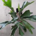 Platycerium hillii - Staghorn Fern - 15 Spore Pack - Exotic Epiphytic Fern - Flat Ship Rate