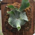 Platycerium superbum - Staghorn Fern - 15 Spore Pack - Exotic Epiphytic Fern - Flat Ship Rate