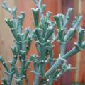 Smicrostigma viride Seeds - Indigenous South African Endemic Succulent - Worldwide Shipping