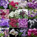 5 Streptocarpus Mixed Hybrids Seeds - Indigenous South African Endemic Perennial Houseplant