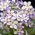 5 Streptocarpus Mixed Hybrids Seeds - Indigenous South African Endemic Perennial Houseplant