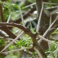 Vachellia karroo Syn. Acacia karroo Tree Seeds - Indigenous Hardy - Combined Global Shipping