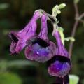 Streptocarpus nobilis Seeds - Indigenous South African Perennial Houseplant - Combined Shipping