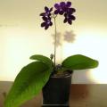 Streptocarpus nobilis Seeds - Indigenous South African Perennial Houseplant - Combined Shipping