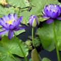 Blue Cloud Water Lily - Nymphaea gigantea Seeds - Buy Aquatic Plant Seeds in South Africa