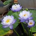 Blue Cloud Water Lily - Nymphaea gigantea Seeds - Buy Aquatic Plant Seeds in South Africa