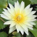 Sweet-scented Water Lily - Nymphaea odorata Seeds - Buy Aquatic Plant Seeds in South Africa