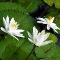 Hairy Water Lily - Nymphaea pubescens Seeds - Buy Aquatic Plant Seeds in South Africa