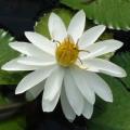 Hairy Water Lily - Nymphaea pubescens Seeds - Buy Aquatic Plant Seeds in South Africa