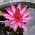 Red Water Lily - Nymphaea rubra Seeds - Buy Aquatic Plant Seeds in South Africa