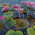 Red Water Lily - Nymphaea rubra Seeds - Buy Aquatic Plant Seeds in South Africa