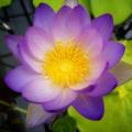 Blue Water Lily - Nymphaea violacea Seeds - Buy Aquatic Plant Seeds in South Africa - Psychoactive