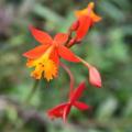 20+ Epidendrum radicans Seeds - Perennial Fire-star Orchid - Combined Ship Rates