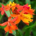 20+ Epidendrum radicans Seeds - Perennial Fire-star Orchid - Combined Ship Rates