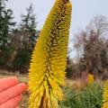 Kniphofia bruceae Seeds - Indigenous South African Endemic Perennial Bulb - Combined Shipping