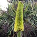 Kniphofia bruceae Seeds - Indigenous South African Endemic Perennial Bulb - Combined Shipping