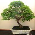 5 Libidibia ferrea / Caesalpinia ferrea - Leopard Tree, Brazilian Ironwood Seeds Bonsai + FREE eBook