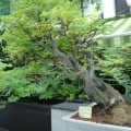 5 Libidibia ferrea / Caesalpinia ferrea - Leopard Tree, Brazilian Ironwood Seeds Bonsai + FREE eBook
