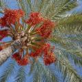 5 Phoenix dactylifera Seeds - Exotic - Date Palm Tree - Edible - Combined Worldwide Shipping
